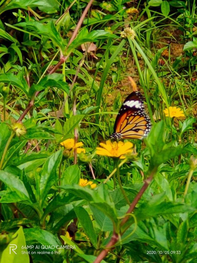 Phayam Valley Homestay Koh Phayam Eksteriør billede